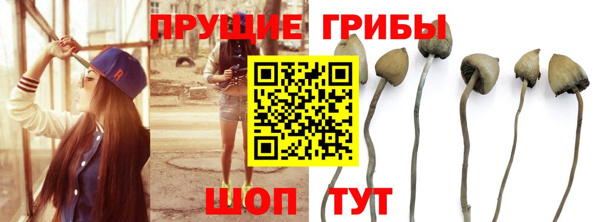 Вязники  Псилоцибиновые грибы Psilocybe  Галлюциногенные грибы Cubensis  Вход с VPN 